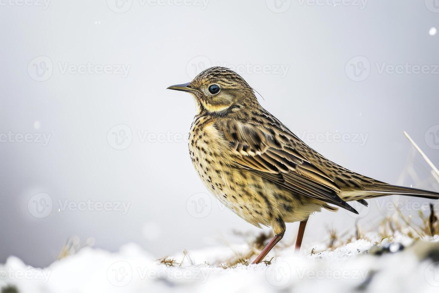 A bird standing on a snowy ground with snow on it photo