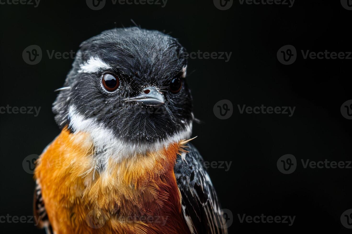 A close up of a bird with a black head photo