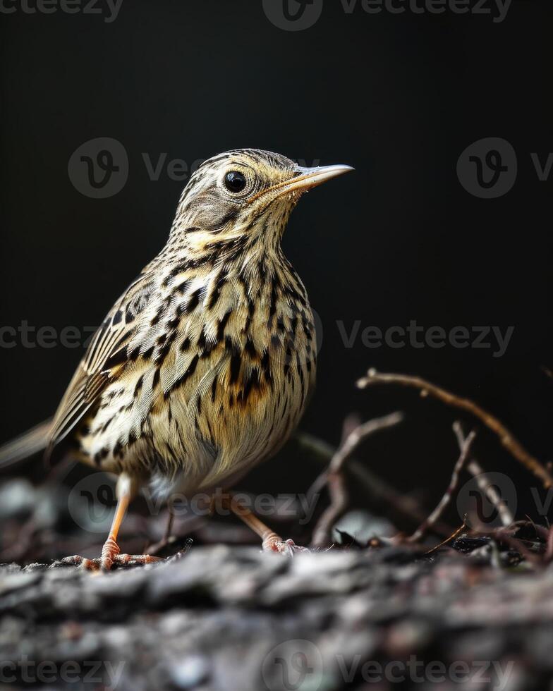 A small bird is standing on a branch photo