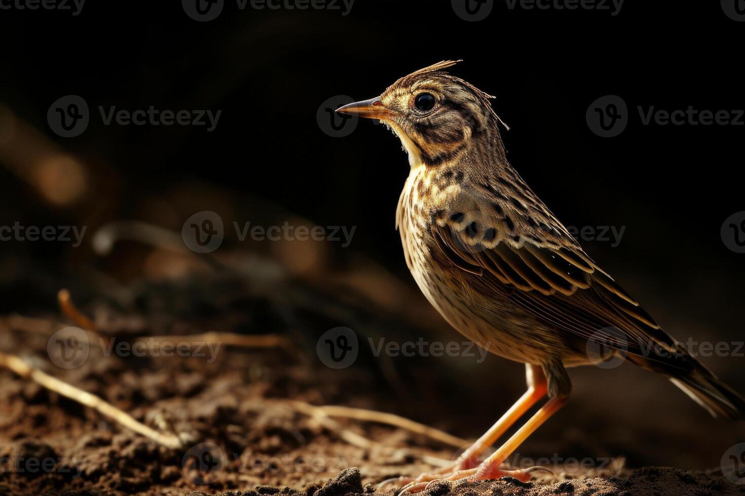 A small bird standing on a dirt surface photo