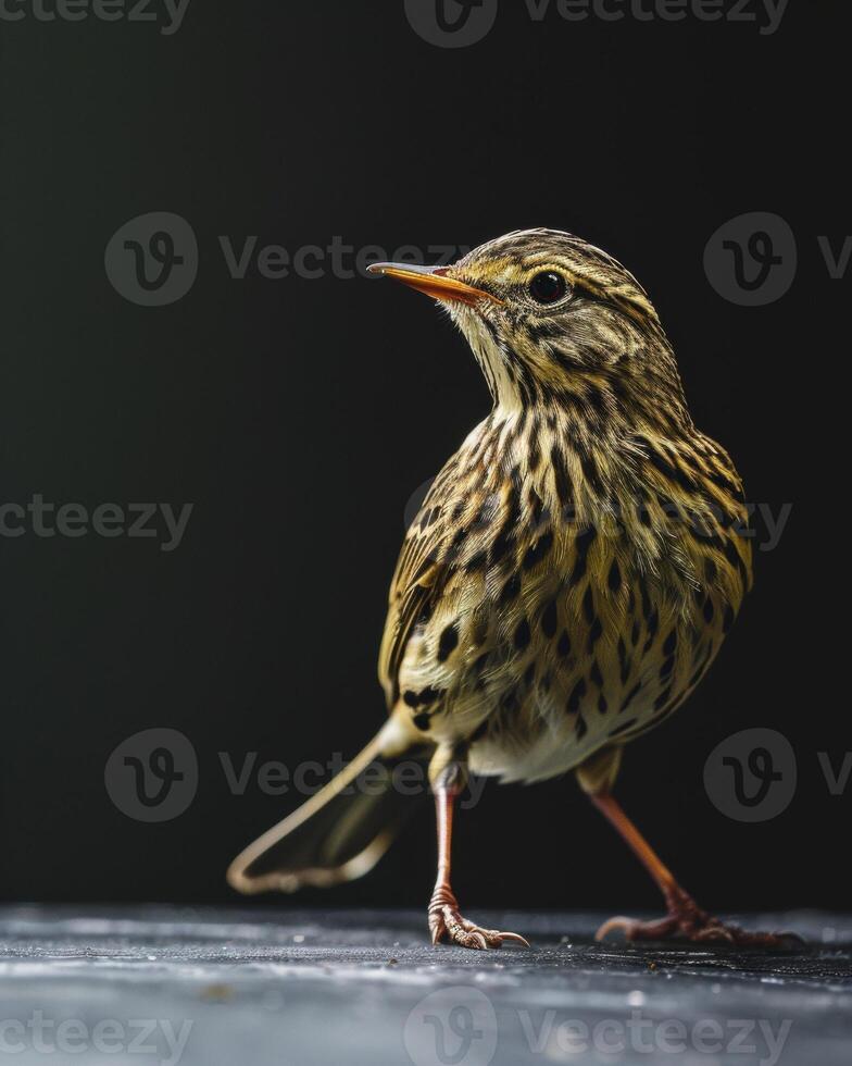 A small bird standing on a black surface photo