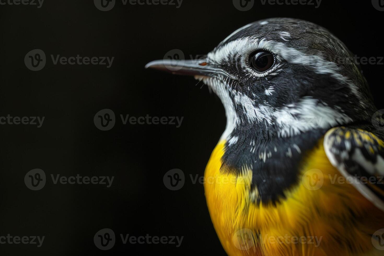 A close up of a bird with a black and white head photo
