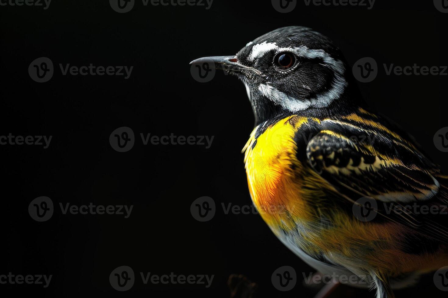 A small bird with a yellow and black head photo