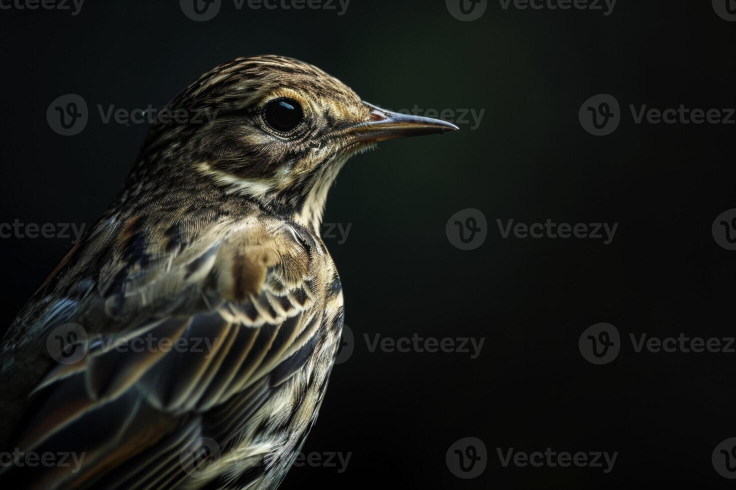 A close up of a bird with a dark background photo