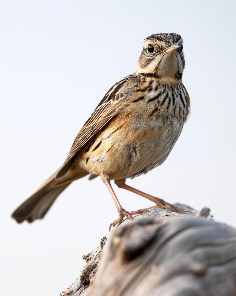 A small bird is standing on top of a log photo