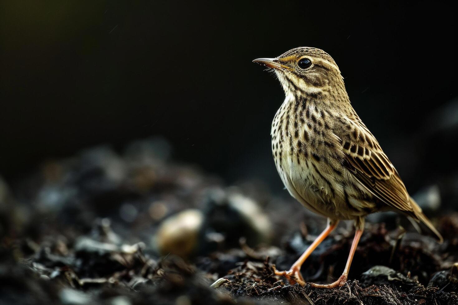 A small bird standing on top of dirt photo