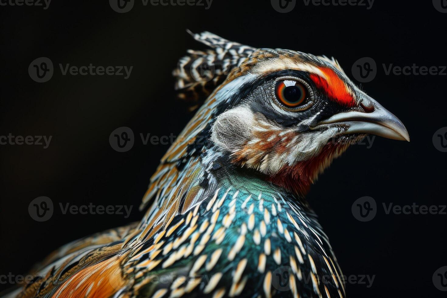 A close up of a colorful bird with a black background photo