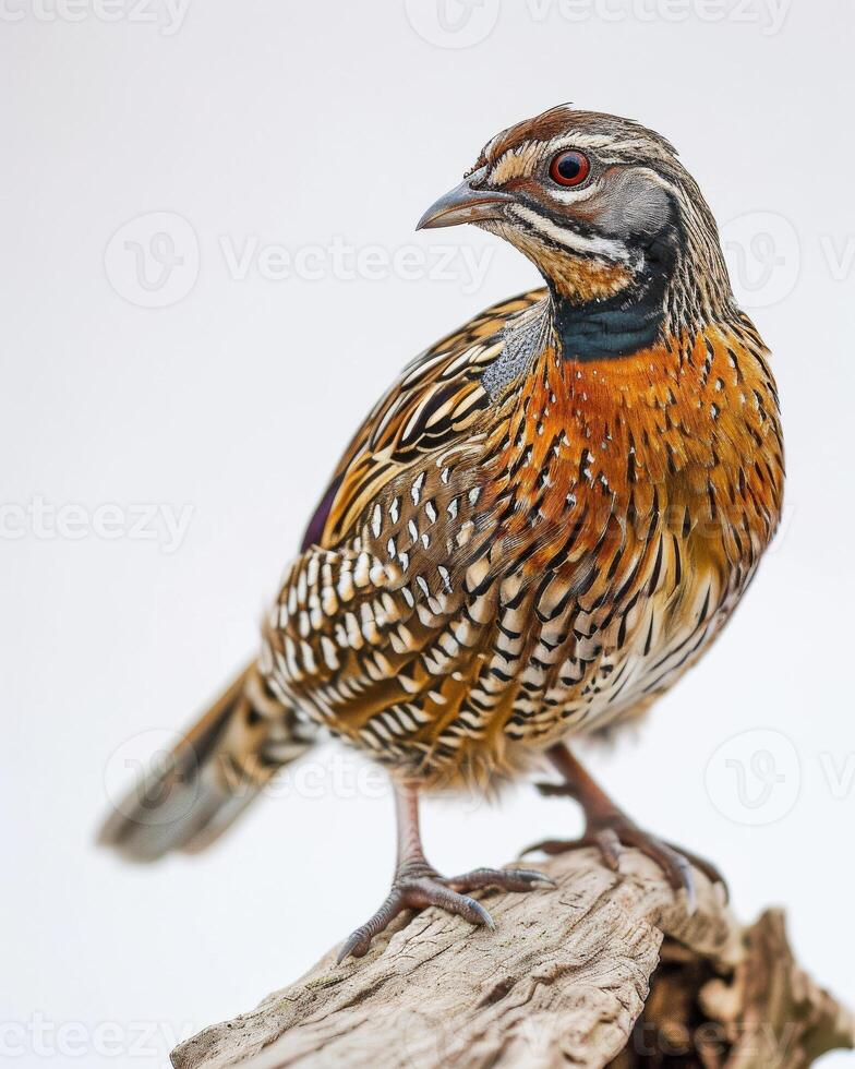 A bird is standing on a branch photo