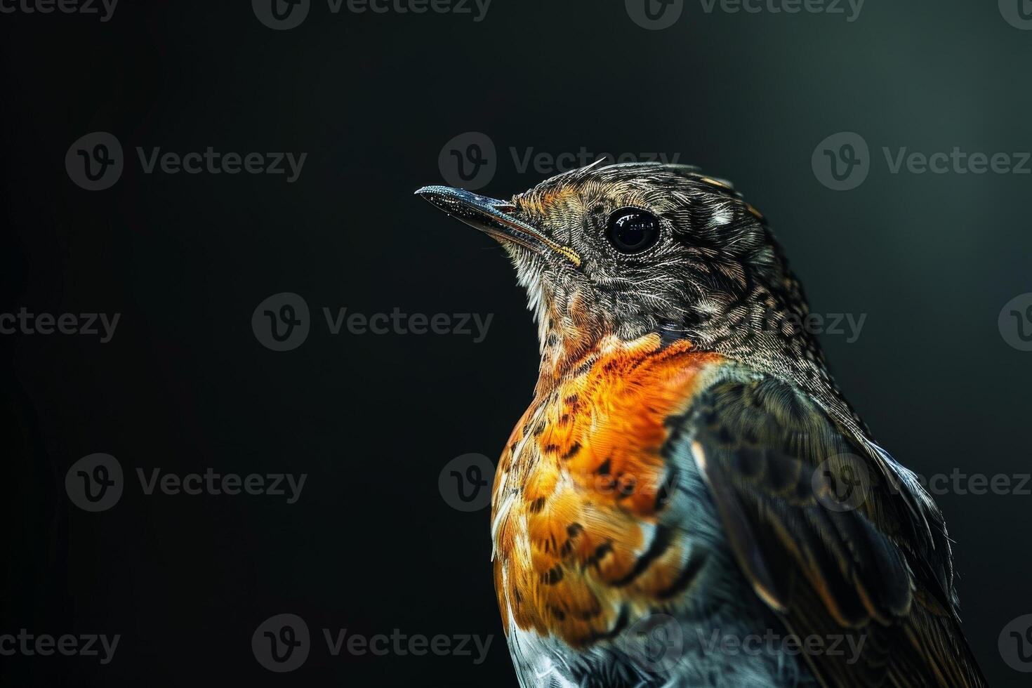 A close up of a bird with a black background photo