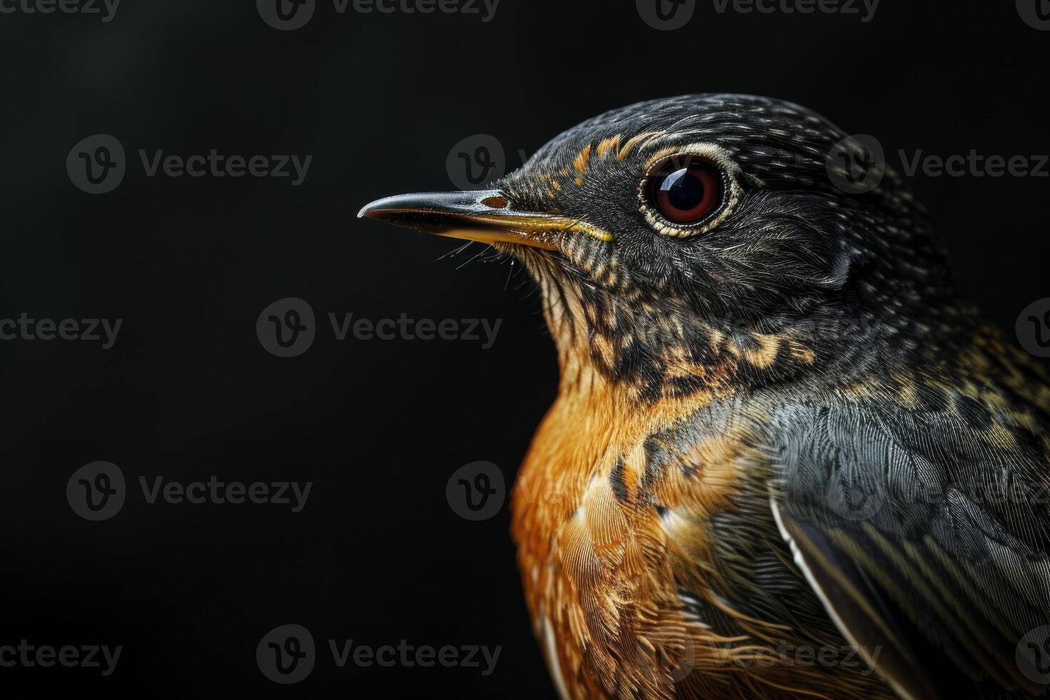 A close up of a bird with a black background photo