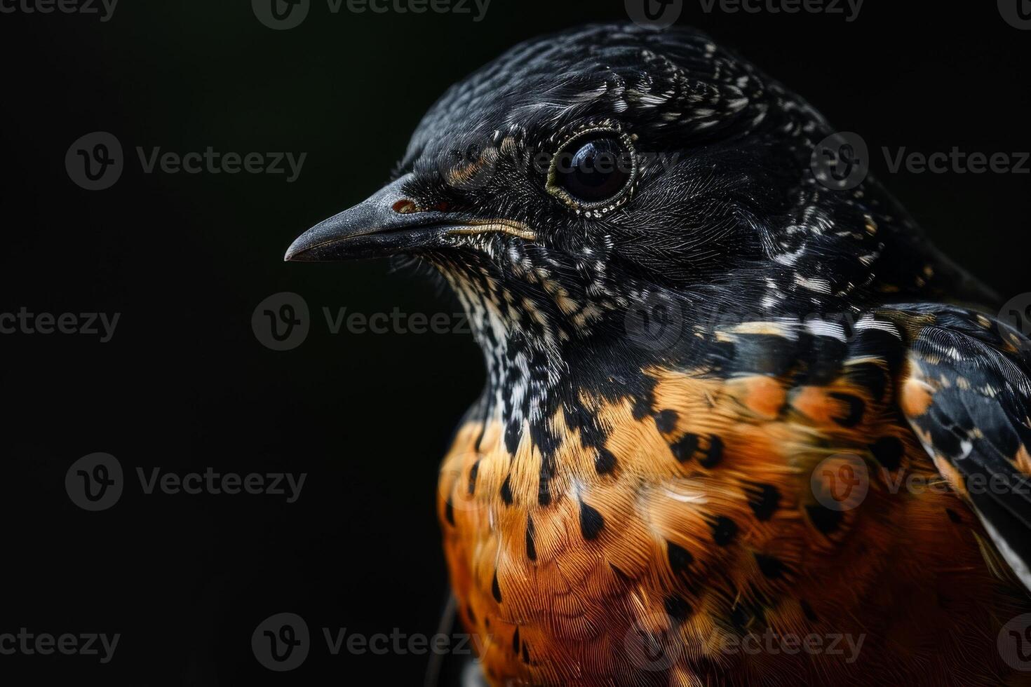 A close up of a bird with a black and orange head photo