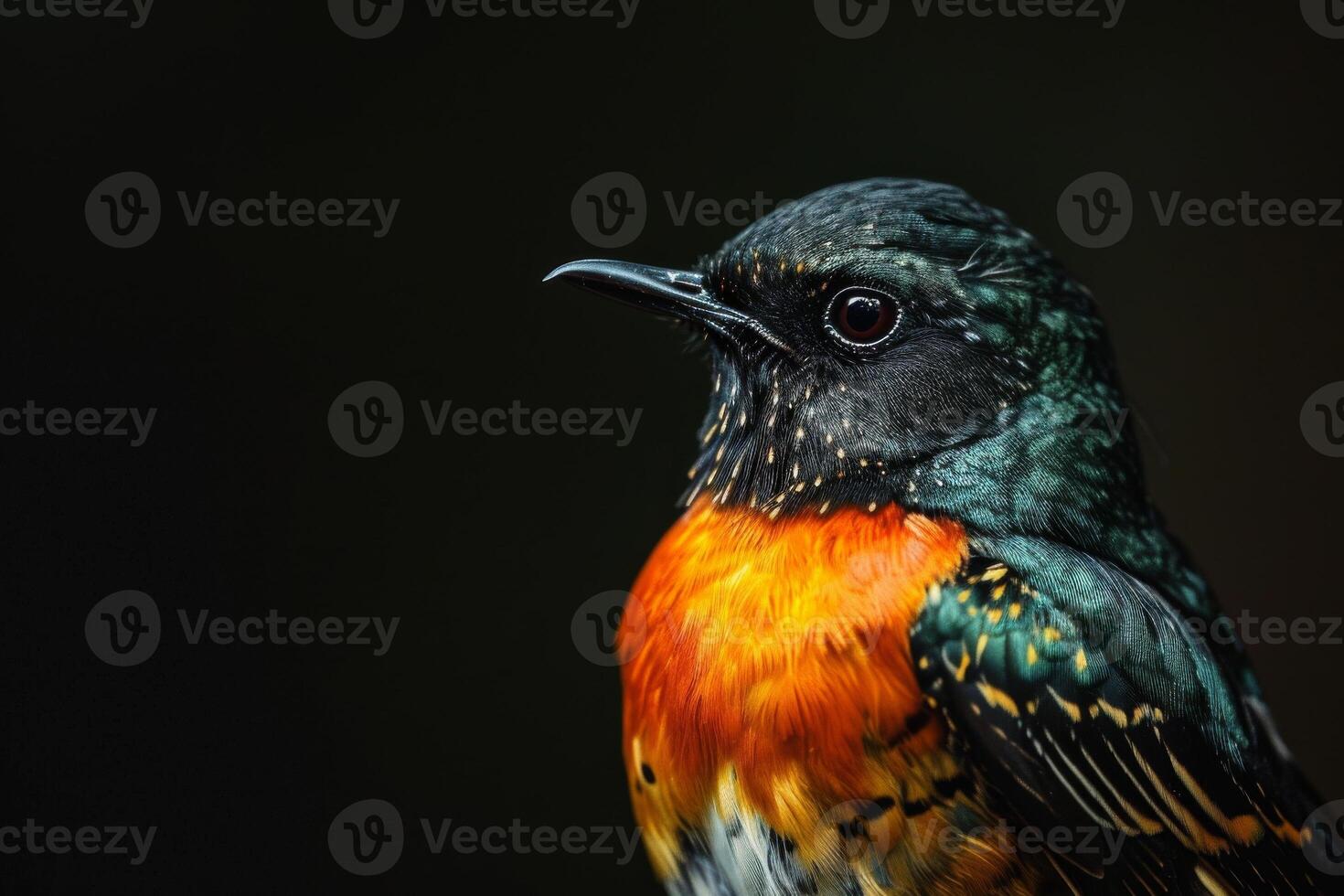 A colorful bird with black and orange feathers photo