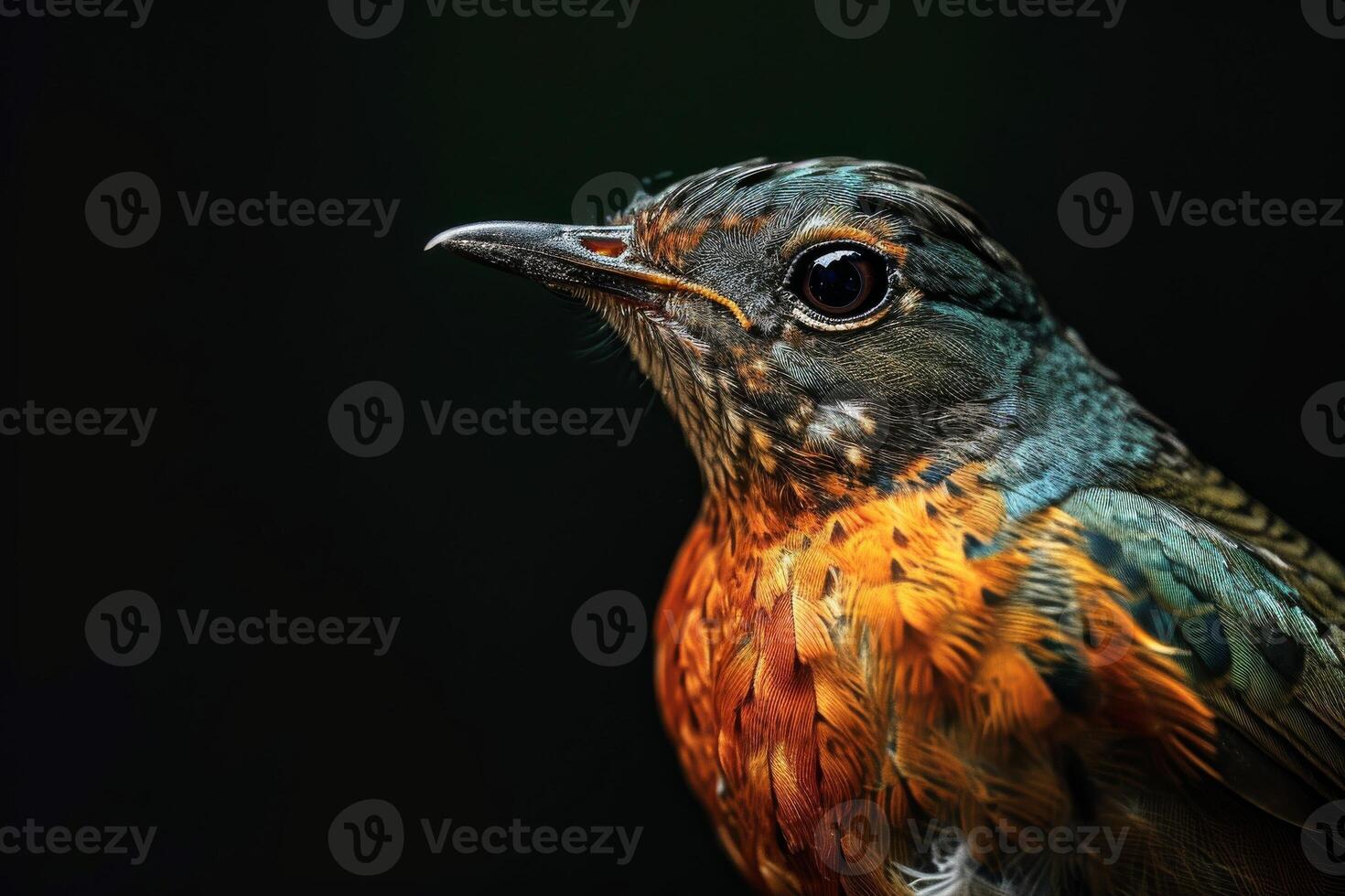 A close up of a bird with a black background photo
