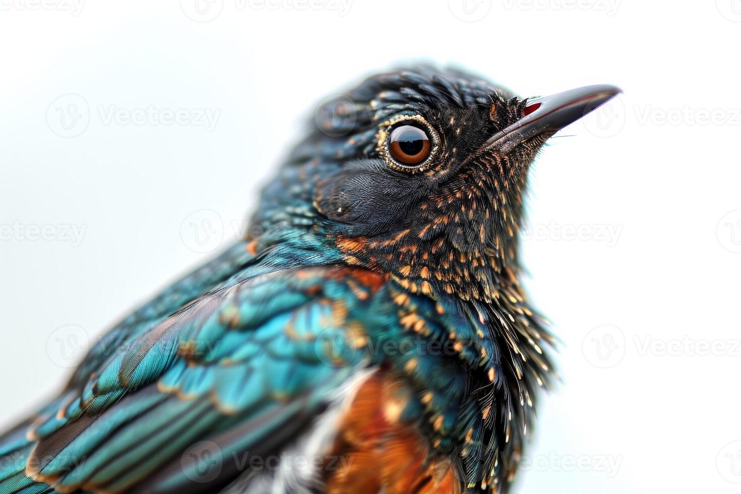 A close up of a bird with a white background photo