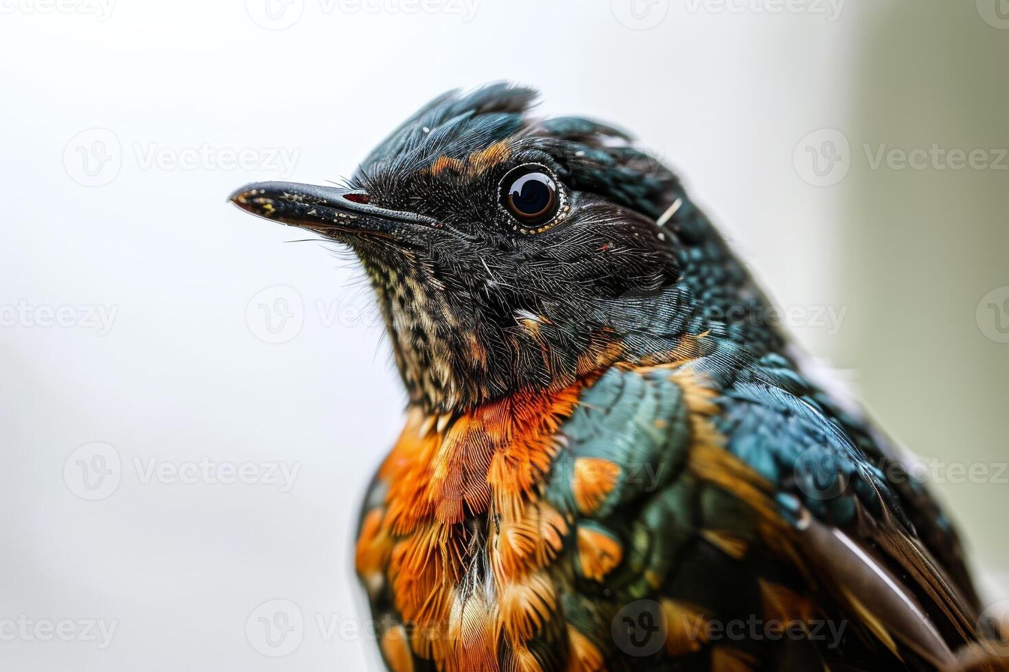 A close up of a bird with a colorful head photo