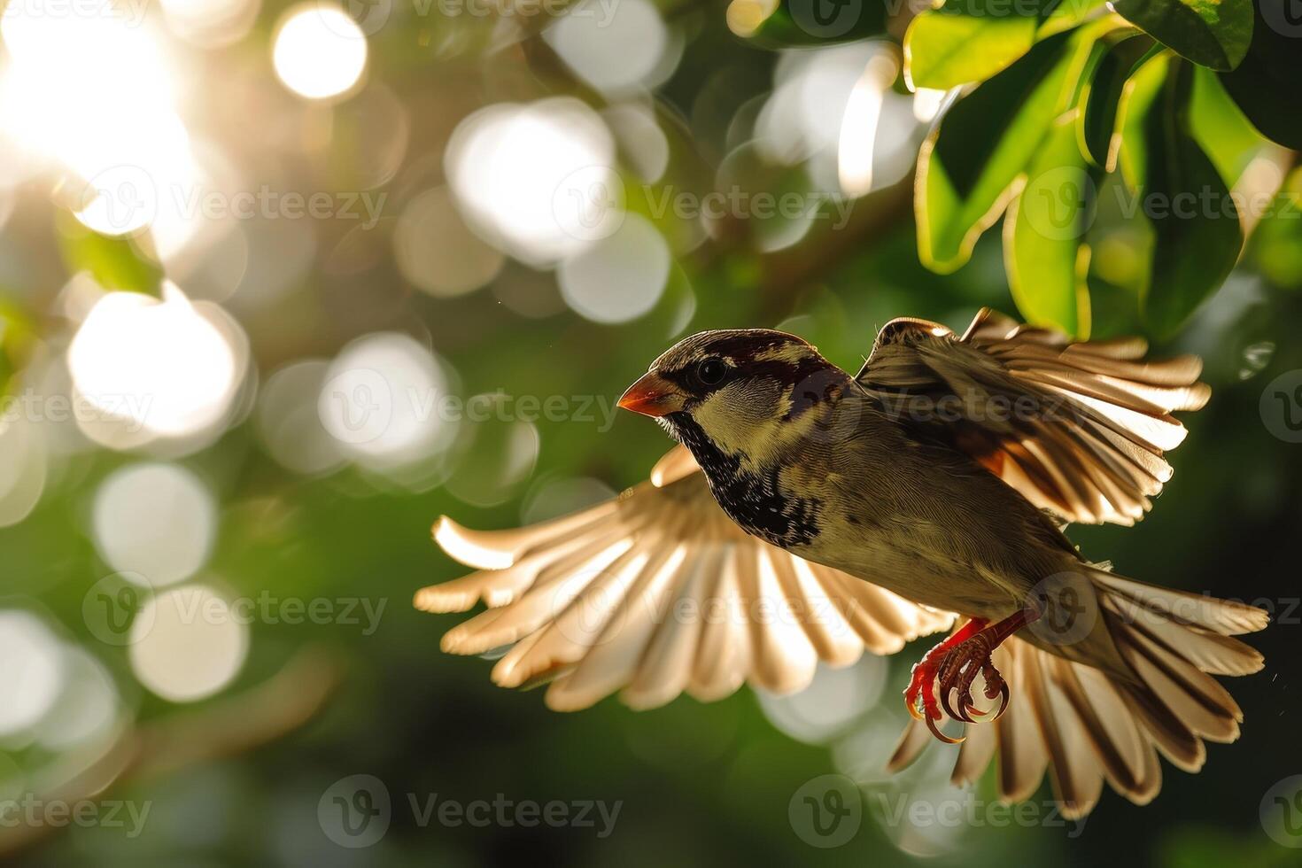 A bird flying through the air with its wings spread photo
