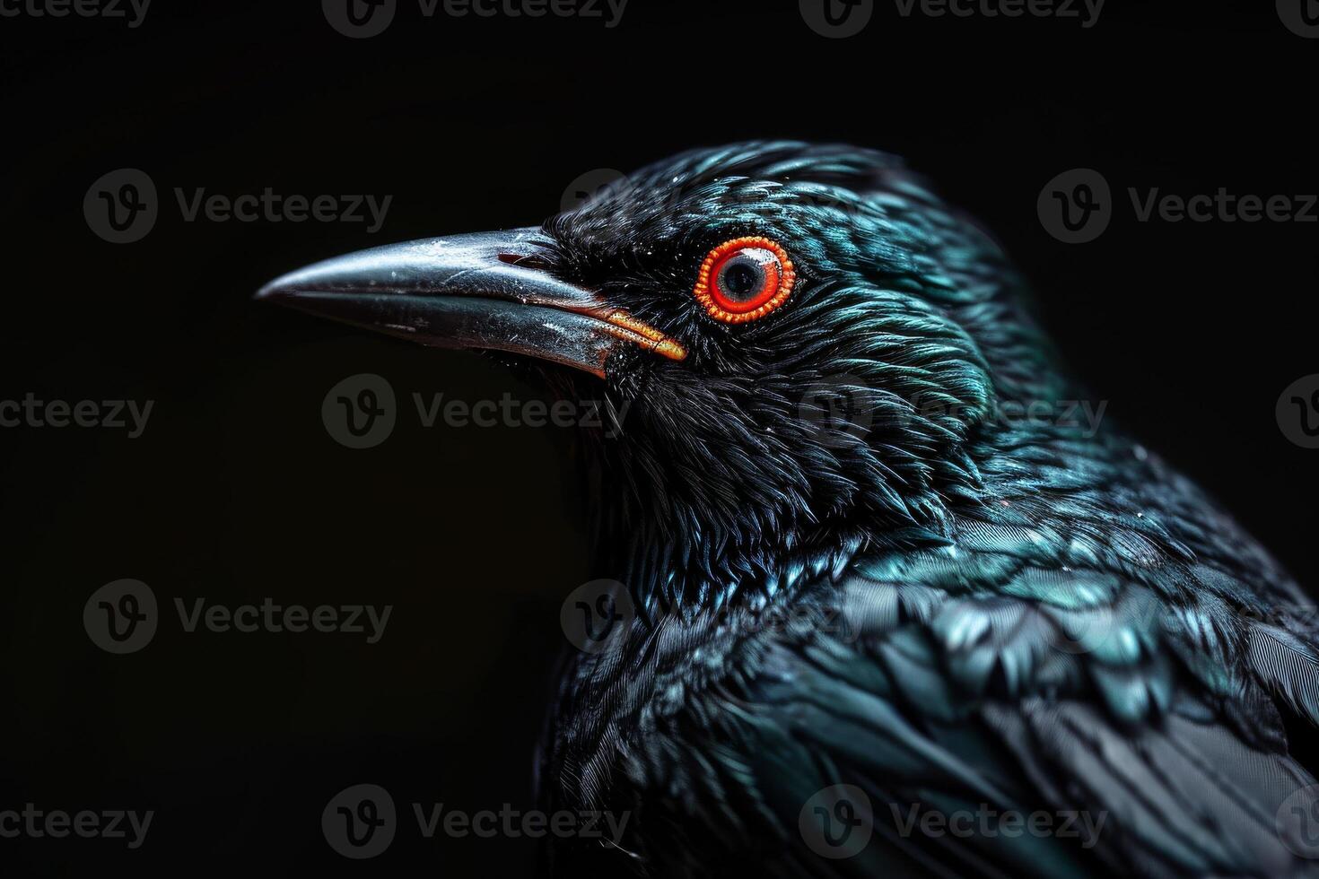 A close up of a black bird with red eyes photo