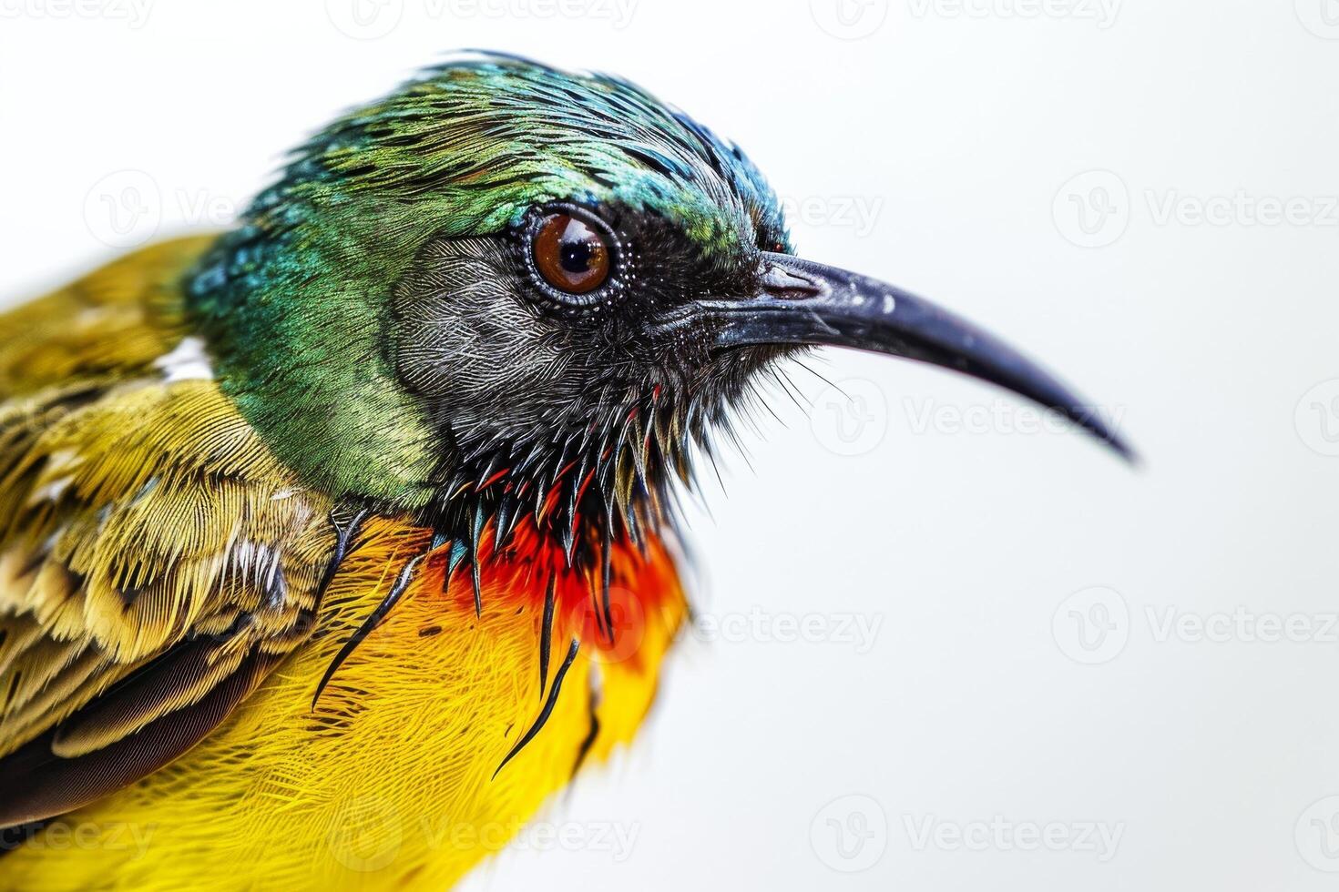 A close up of a colorful bird with a white background photo