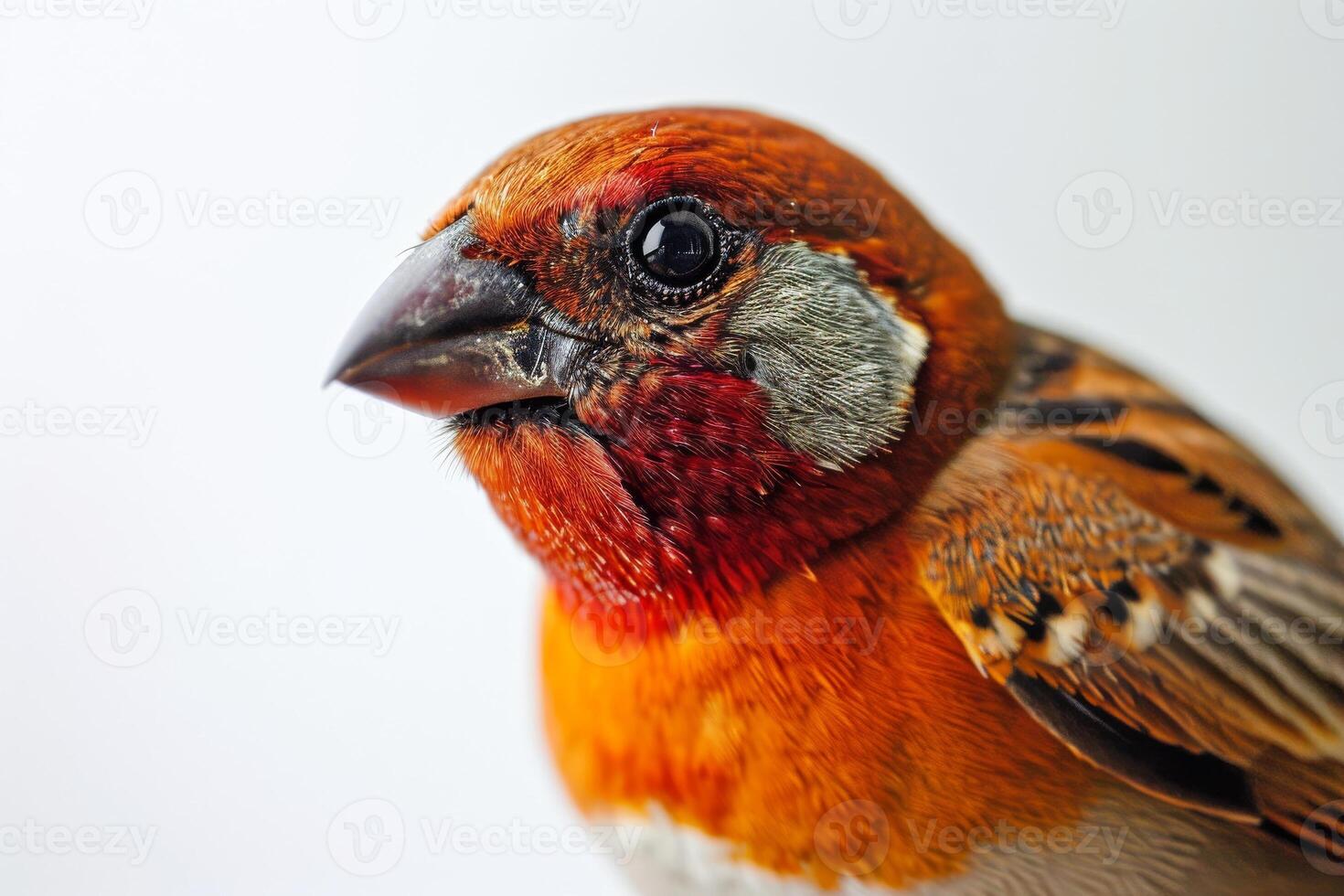 A close up of a bird photo