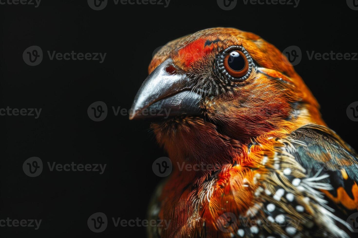 A close up of a bird with red and orange feathers photo