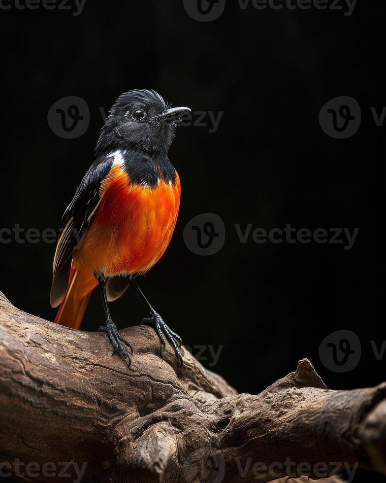 A small bird is perched on a branch photo