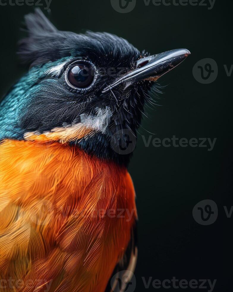A close up of a colorful bird with a black beak photo