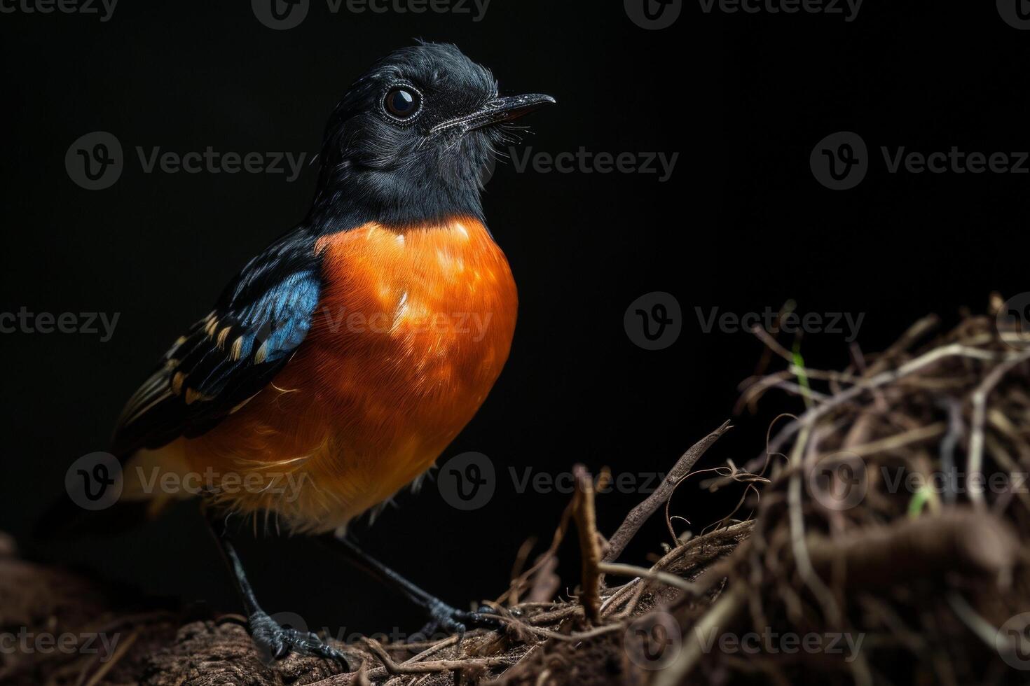 A small bird with orange and black feathers standing on a branch photo