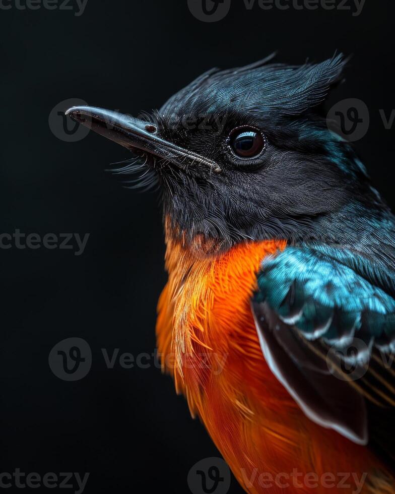 A close up of a colorful bird with black and orange feathers photo