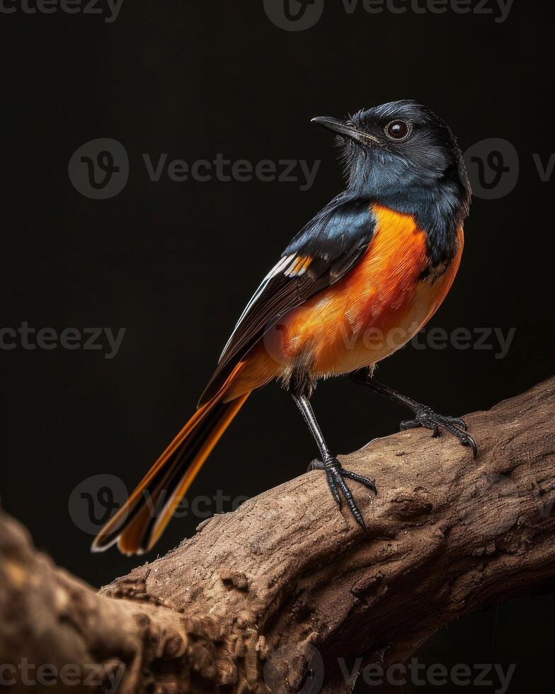 A small bird with orange and black feathers photo
