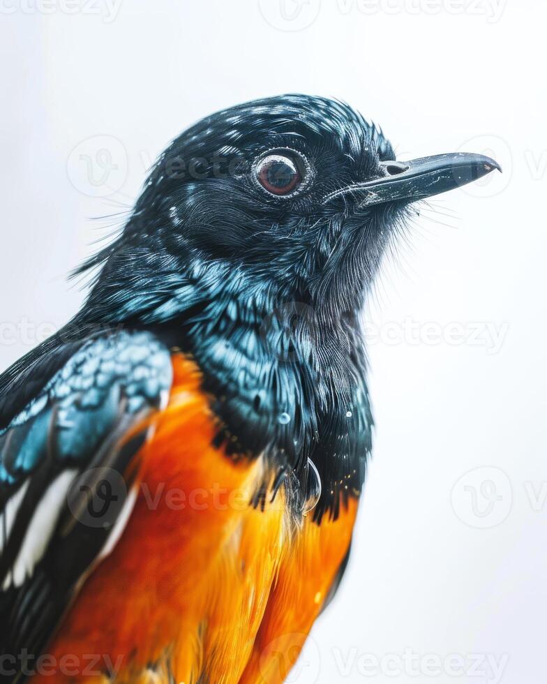 A close up of a bird with orange, black and white feathers photo