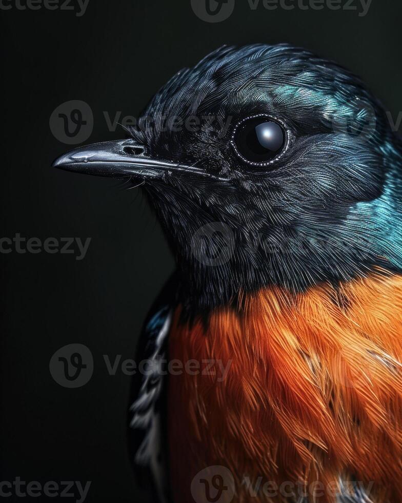 A close up of a bird with orange and black feathers photo