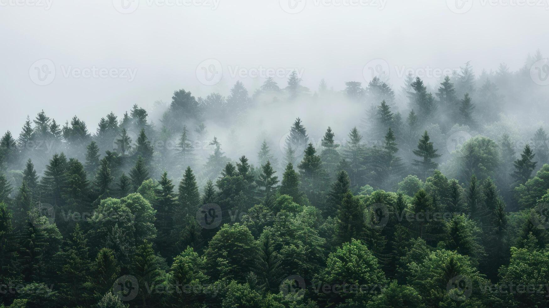 Misty Forest Landscape photo