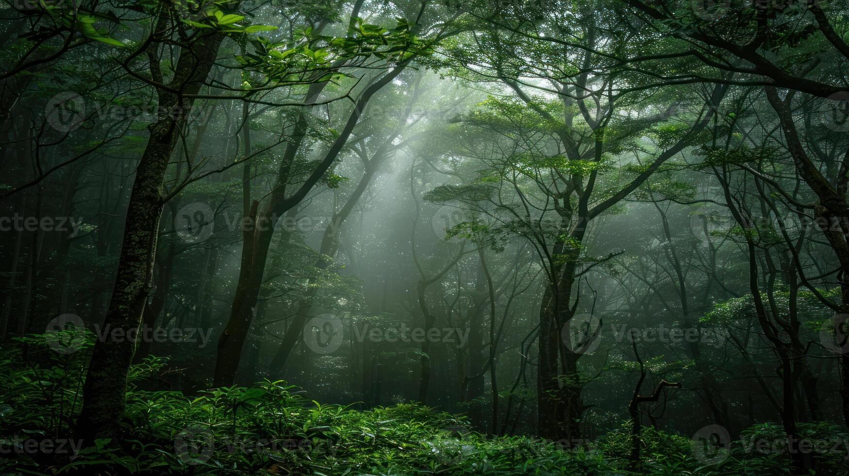 Mystical Forest with Sunbeams Piercing Through the Fog photo