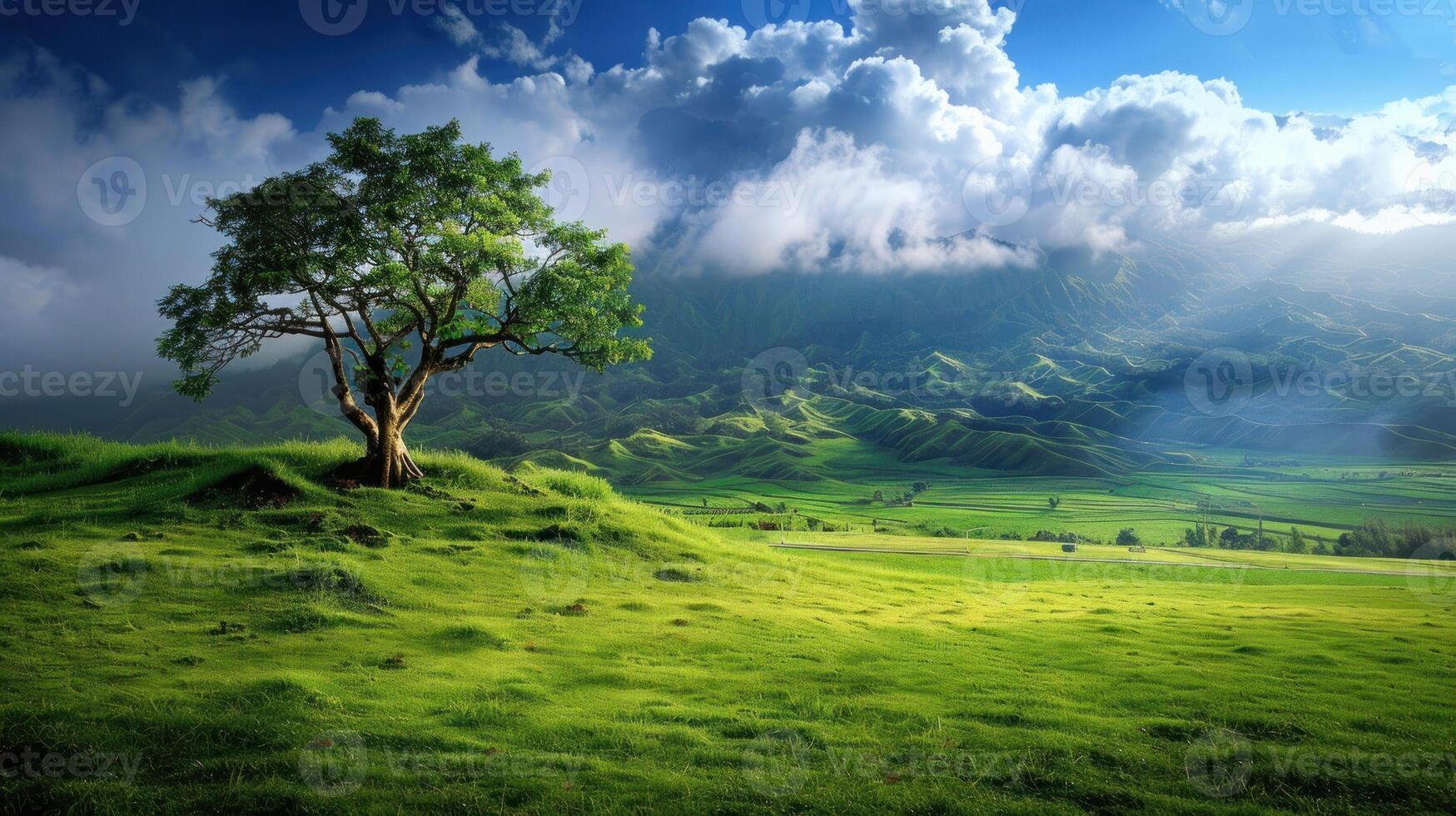 Solitary Tree on a Green Hilltop with Mountain View photo
