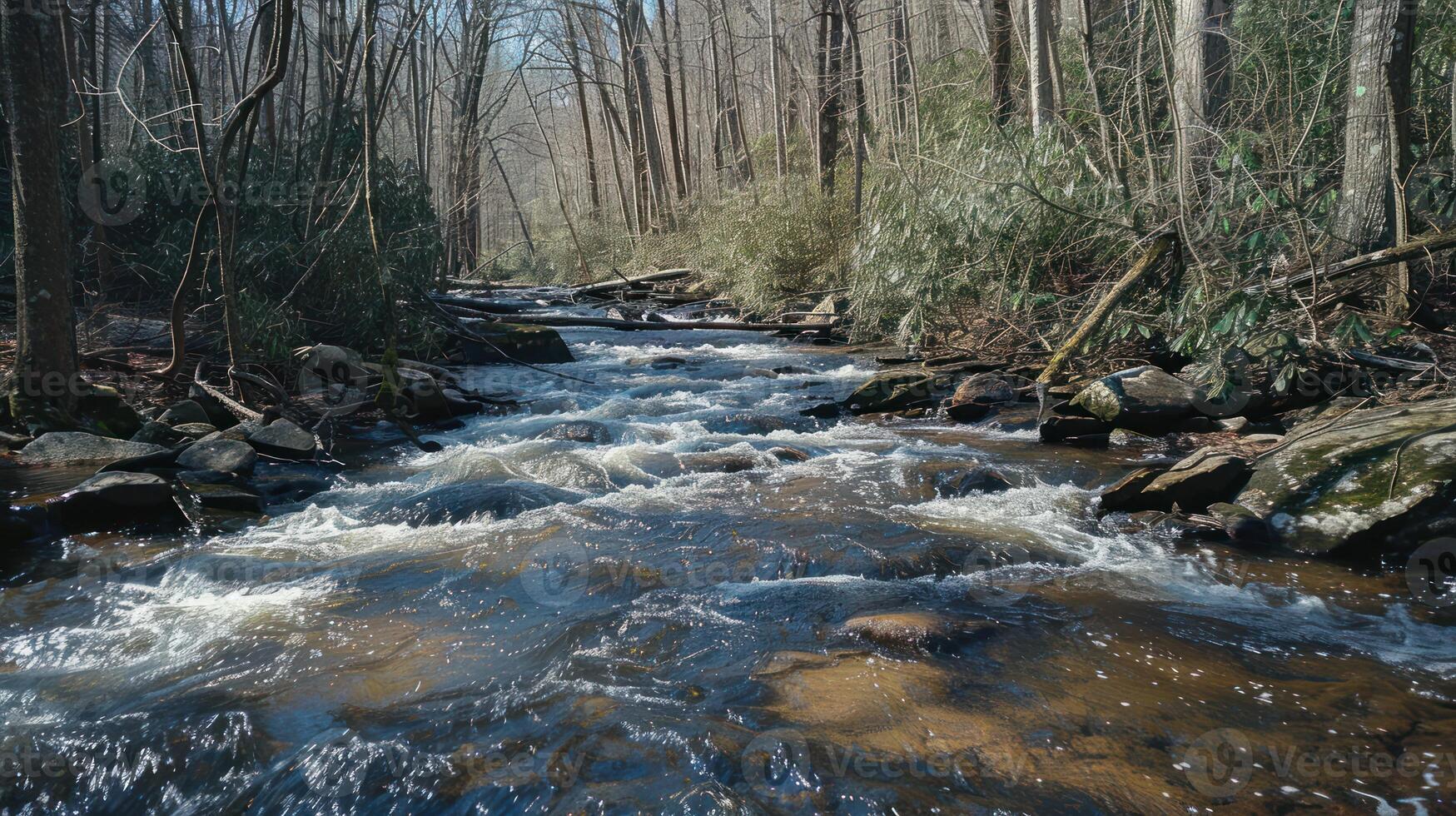 A River Flowing Through a Forest photo