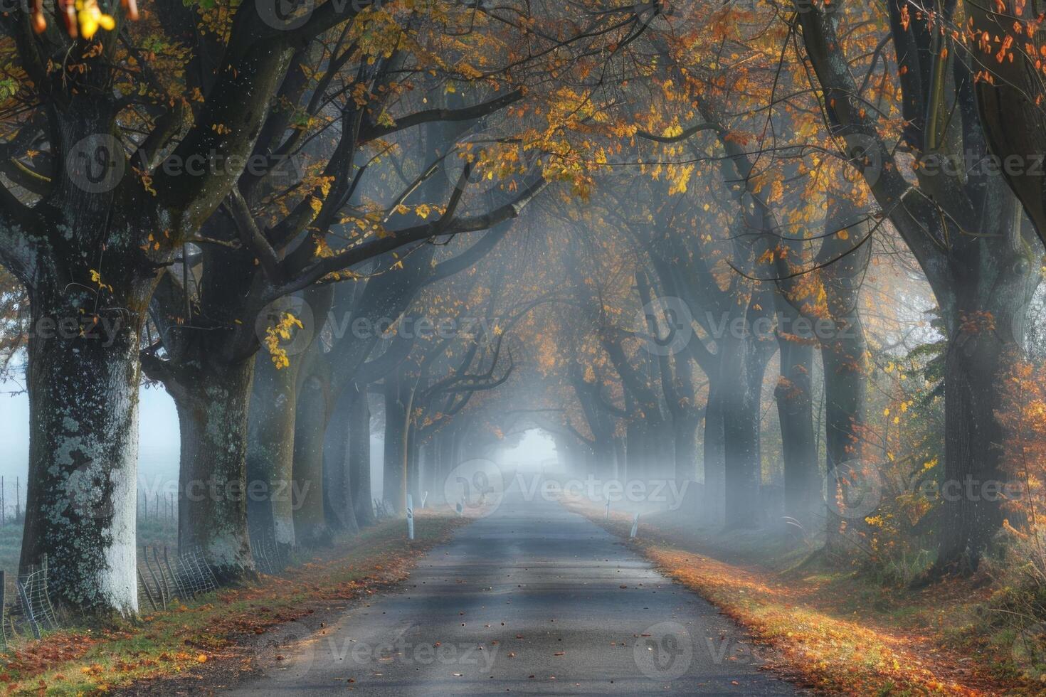 Misty Autumn Morning on a Tree-Lined Country Road photo