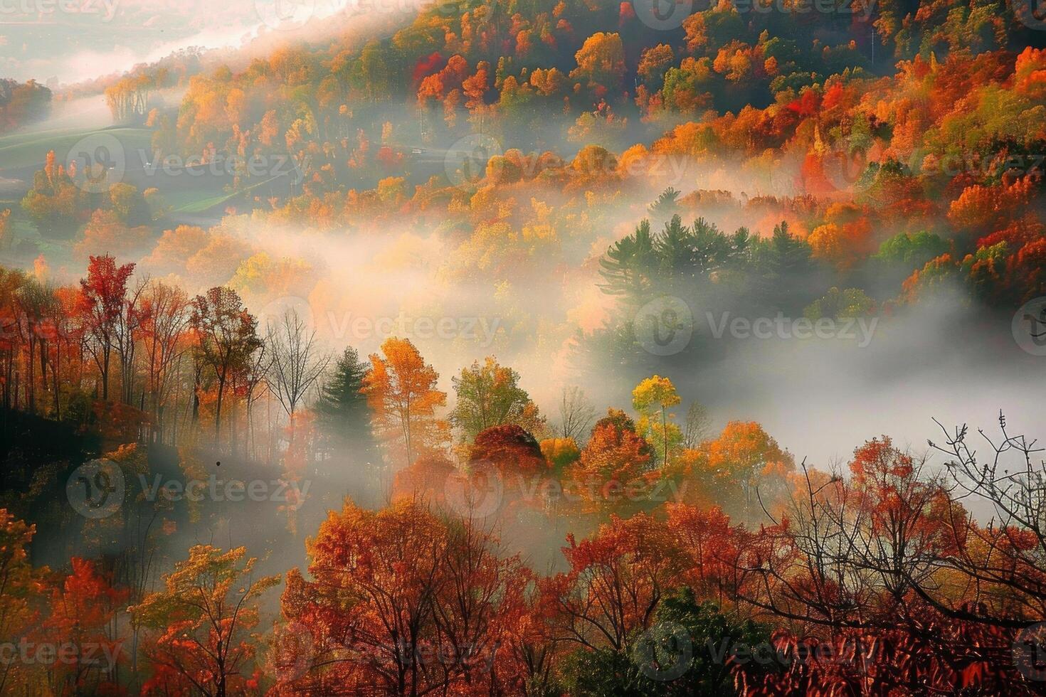 A misty forest with trees in autumn colors photo