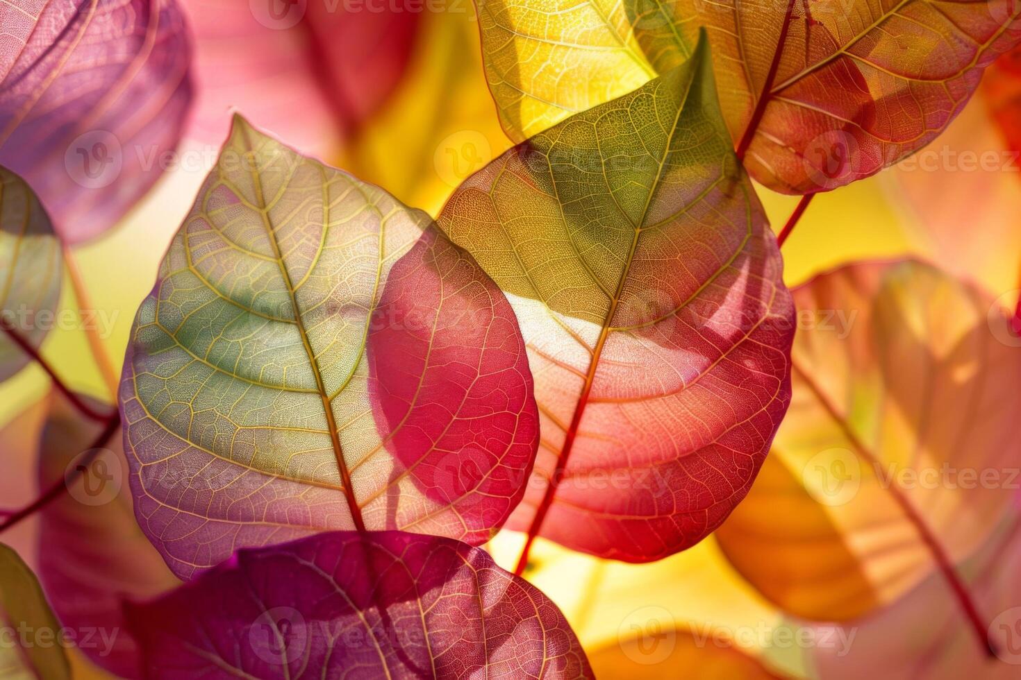 Colorful Leaves in Close-Up Vivid Display photo