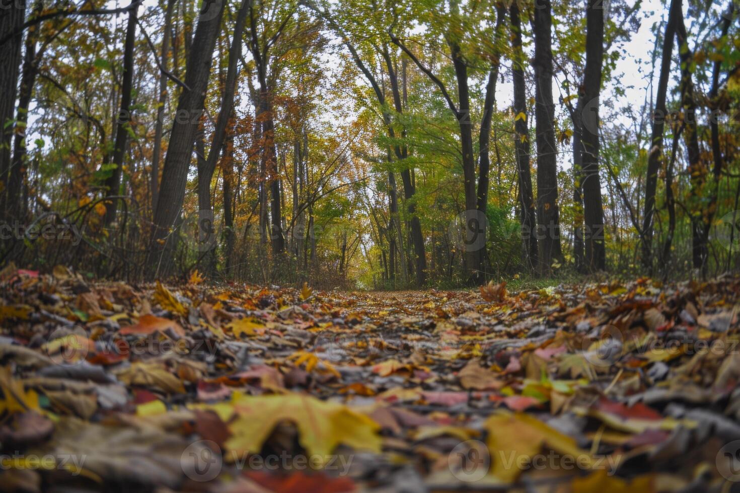 Low Angle View of a Leaf-Covered Forest Path photo