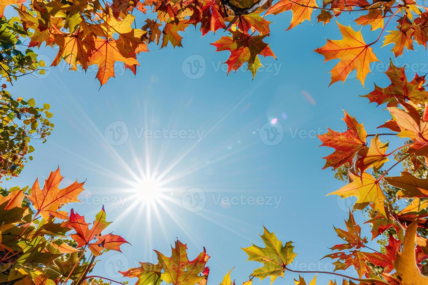Sunburst Through Vibrant Autumn Maple Leaves photo