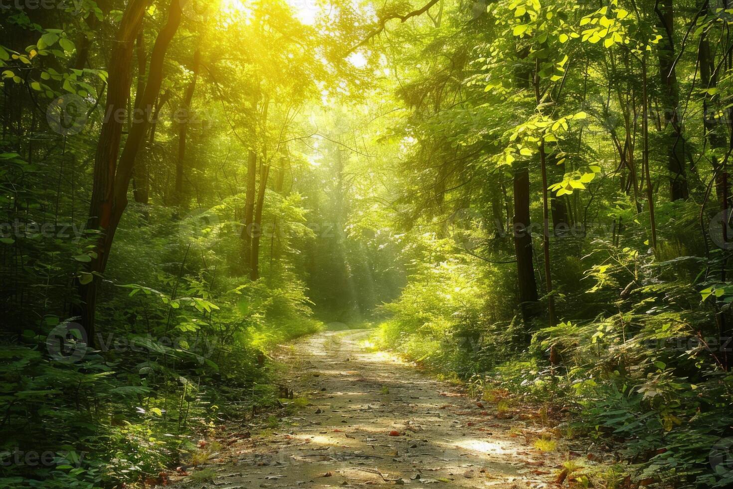 Sunlit Green Forest Path in Early Morning photo