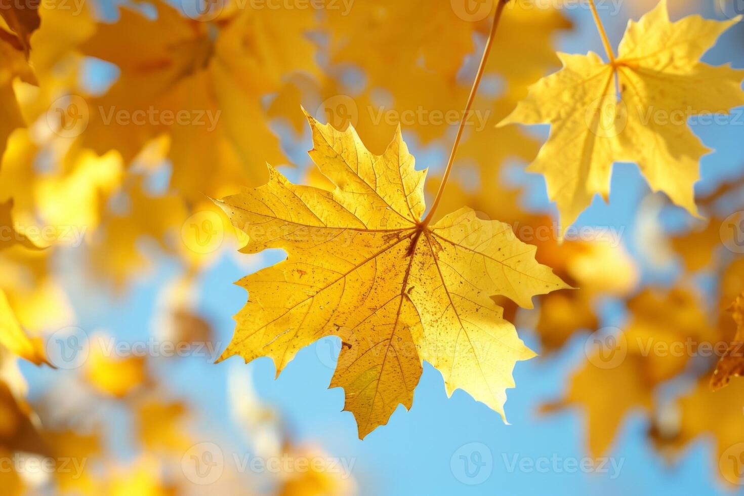 A tree with yellow leaves is in the foreground and the sky is blue photo