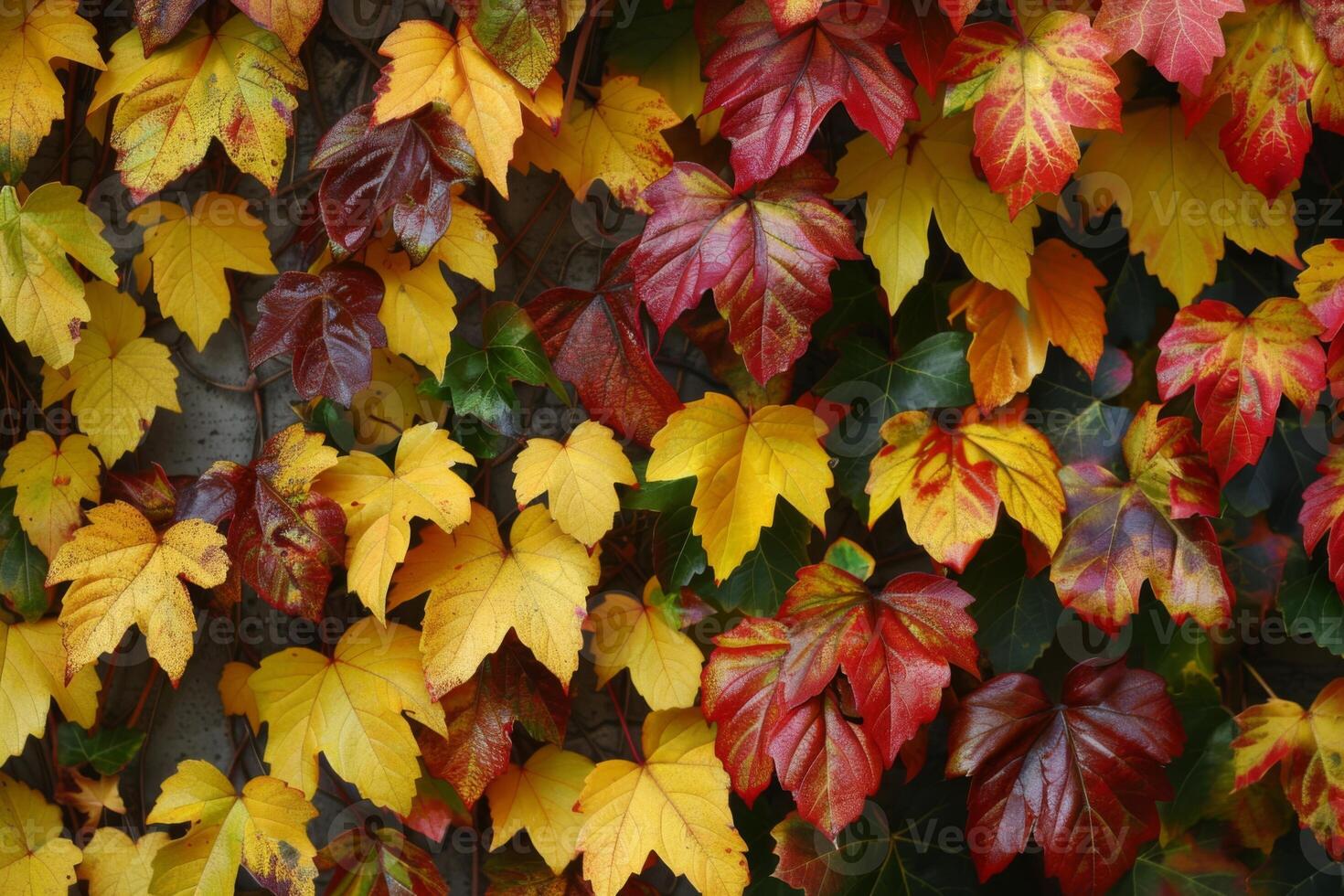 Vibrant Autumn Leaves in Rich Red and Yellow Hues photo