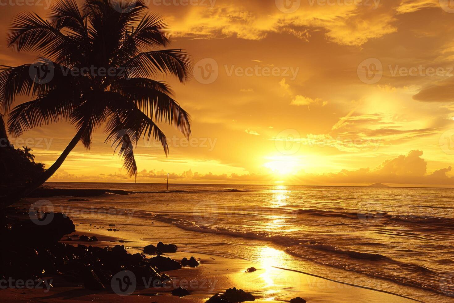 Golden tropical sunset casting glow on palm beach photo