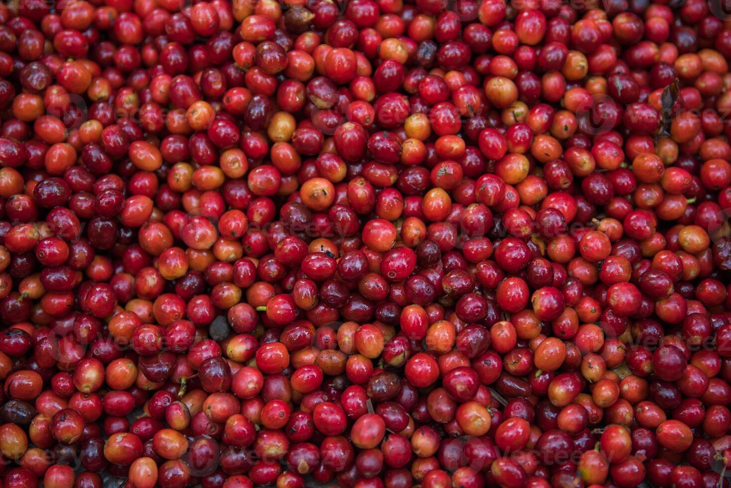 Red raw coffee beans photo
