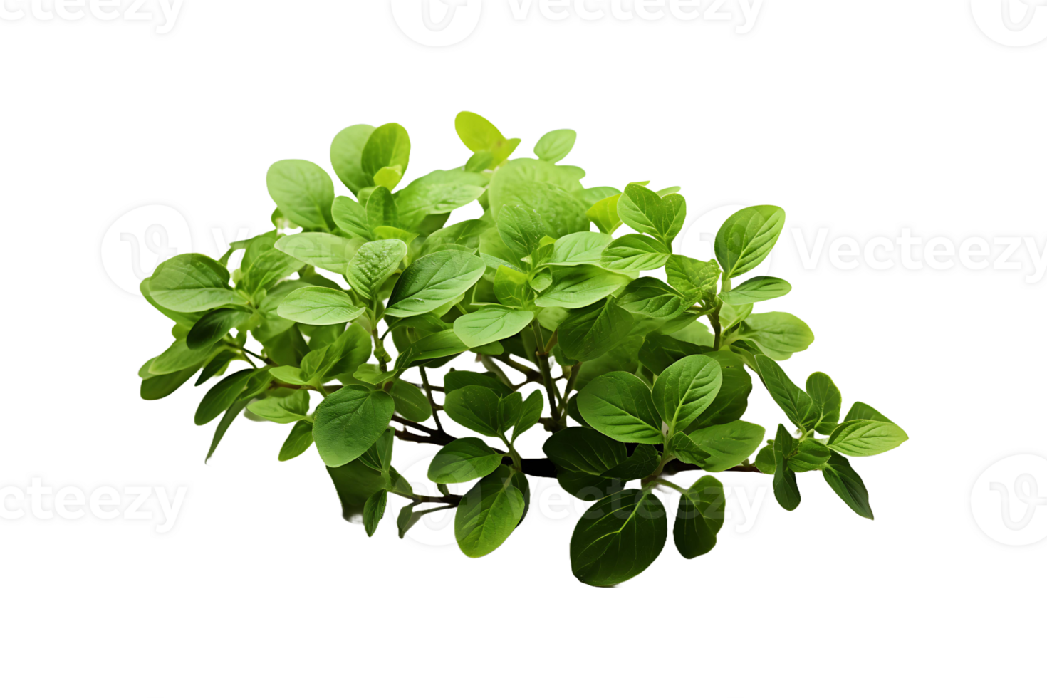 Herbal Plant isolated on transparent background. png