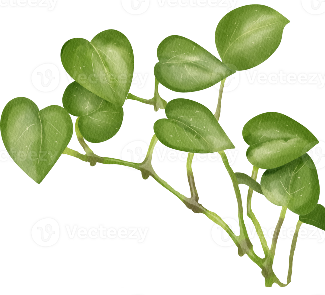 Green Golden Pothos drawing with paper texture png