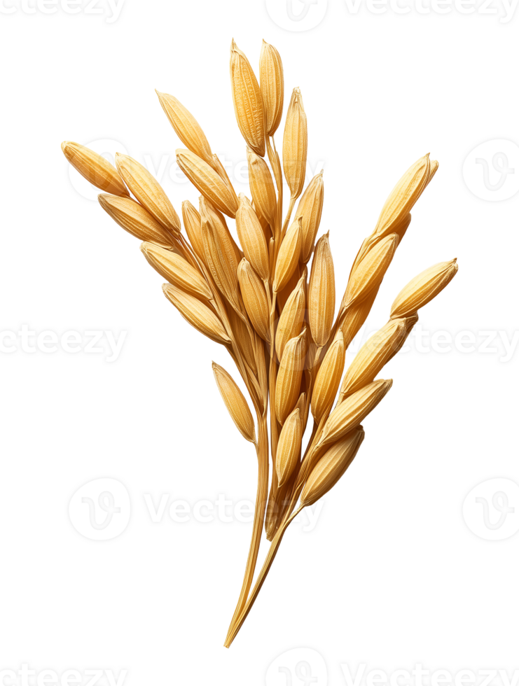 photo of rice grains with husks isolated background png