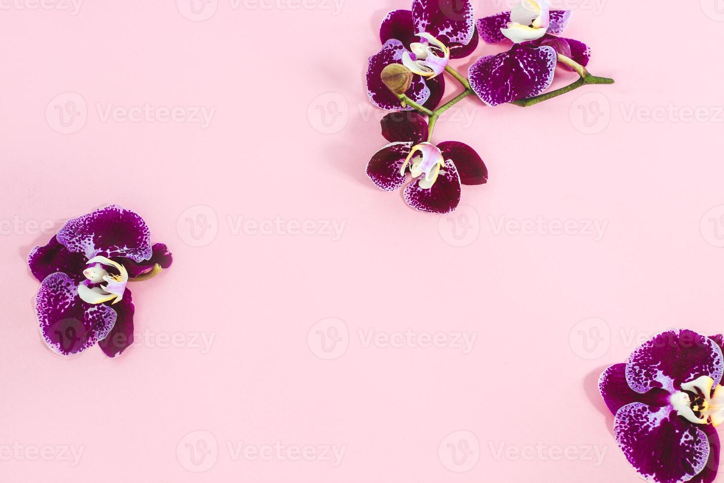 Purple orchids with greens on a pink background. Space for text. photo