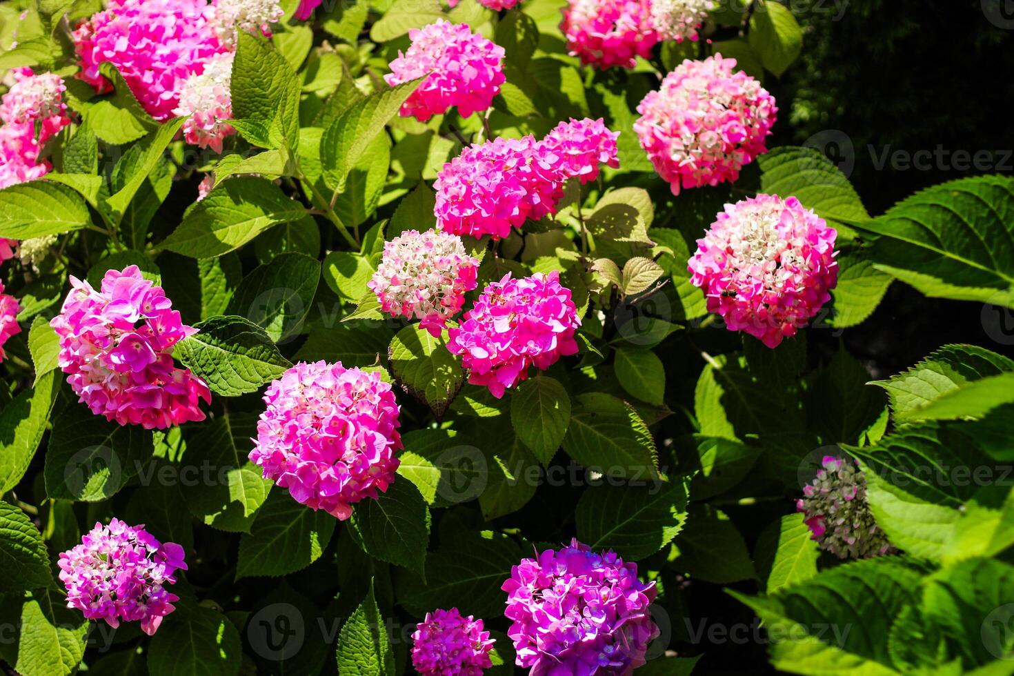 Close-up of pink hydrangea bushes in the garden photo